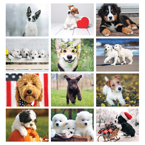 Puppies Calendar